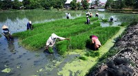 Sejumlah petani menanam padi di kawasan Bekasi, Jawa Barat.