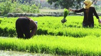 Para petani mencabut bibit padi untuk ditanam kembali.