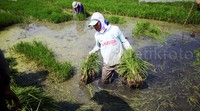 Selama musim kemarau ini para petani mengoptimalkan mesin penyedot air untuk mengairi sawahnya.