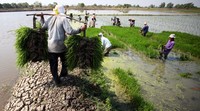 Seorang petani memikul bibit padi untuk ditanam.