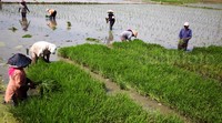 Agar bisa menanam padi, para petani ini mengairi sawahnya menggunakan mesin penyedot air. Air itu disedot dari sungai yang lokasinya tak jauh sawahnya.