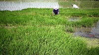 Dua orang petani mencabut bibit padi untuk ditanam kembali.