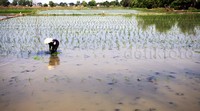 Seorang petani menanam padi.