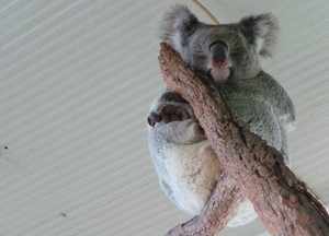 Suka Tidur & Aneka Fakta Unik Tentang Koala di Australia