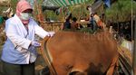 Pemeriksaan Kesehatan Hewan Kurban