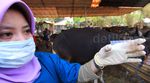 Pemeriksaan Kesehatan Hewan Kurban