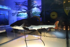 Ide Liburan: Lihat Fauna di Museum Satwa dan Batu Secret Zoo