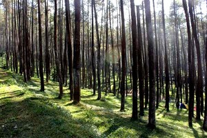 Sedang Tren di Instagram, 4 Hutan Pinus untuk Latar Berfoto