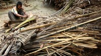Dua anaknya yang mengalami depresi setiap hari kerjanya mengumpulkan kayu bakar dari kebun sekitar rumah. Kemudian diikat dan yang beli warga sekitar.