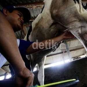 83% Kebutuhan Susu Dipasok dari Impor