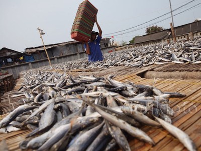 Melihat Perajin Ikan Asin di Muara Baru