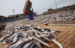 Melihat Perajin Ikan Asin di Muara Baru