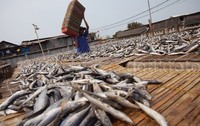 Pekerja membuat ikan asin di kawasan pemukiman nelayan di Muara Baru, Jakarta, Kamis (10/9/2015).