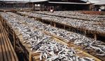 Melihat Perajin Ikan Asin di Muara Baru