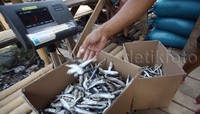 Ikan asin ini dipasarkan di Jabodetabek dan bahkan sampai ke Jawa Barat.