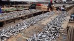 Melihat Perajin Ikan Asin di Muara Baru