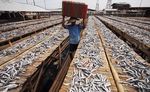 Melihat Perajin Ikan Asin di Muara Baru