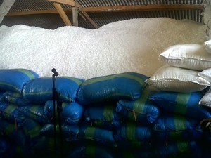 Menteri Susi Geram, RI Impor Garam Saat Petani Panen Raya