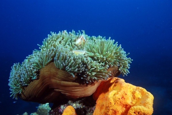 Siap-siap, Sail Tomini 2015 Akan Digelar Pekan Depan!