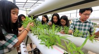 Beberapa siswa melakukan kegiatan pembelajaran di situs Agriscience, dimana siswa sekolah Ipeka Plus BSD belajar mengenai cara bertanam Hidroponik.