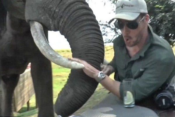 Lagi Makan Malam, Dua Turis Diserang Gajah di Zimbabwe