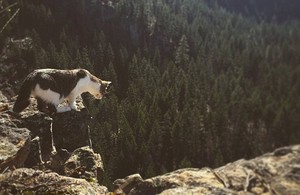 Jangan Kalah Sama Kucing, Mereka Juga Senang Traveling