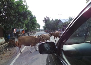 Beda dengan Jakarta, Macet di Sumbawa Malah Bikin Tertawa