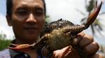 Melihat Budidaya Kepiting di Cilacap