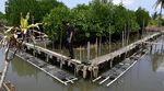 Melihat Budidaya Kepiting di Cilacap