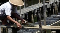 Ketua kelompok Rekatha Mustika Patra, Rato mengecek tambak kepiting.