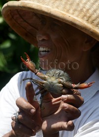 Rato menunjukkan kepiting hasil budidaya Rekatha Mustika Patra.