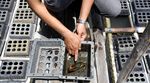 Melihat Budidaya Kepiting di Cilacap