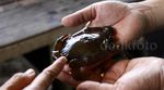 Melihat Budidaya Kepiting di Cilacap