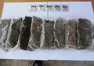 Yonif 400/Raider Amankan 1 Kg Ganja di Papua