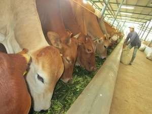 Anggaran untuk Sapi Indukan Impor Bakal Dipangkas 85%
