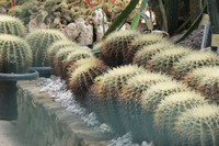 Mertua kadang galak, mungkin itu sebabnya orang Meksiko menamai sebuah kaktus raksasa dengan nama Kursi Mertua. Kaktus unik ini menjadi koleksi Kebun Raya Cibodas di Cianjur (Fitraya/detikTravel)