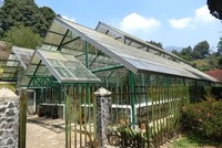 Rumah kaca di sebelah Guest House Sakura, tempat kaktus Kursi Mertua. Nama latin kaktus ini adalah Echinocactus grusonii, namun nama lokal di Meksikonya cukup menggelikan yaitu Mother in Laws Cushion (Fitraya/detikTravel)