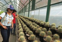 Wisatawan melihat koleksi kaktus. Koleksi kaktus di sini mencapai 98 jenis dari 42 marga, beberapa merupakan jenis yang cukup langka (Fitraya/detikTravel)