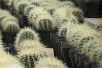 Ada rumah kaca yang dibuka untuk pengunjung. Di dalamnya ada beberapa jenis kaktus dalam pot kecil yang bisa dibeli pengunjung dengan harga Rp 10.000-30.000, bergantung spesiesnya (Fitraya/detikTravel)