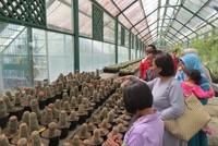 Wisatawan sedang memilih-milih kaktus untuk dibeli. Kaktusnya unik dan menarik, ukurannya pun mini (Fitraya/detikTravel)