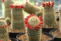 Kaktus yang dijual bentuknya pun unik-unik dan menggemaskan. Salah satunya adalah Mammillaria columbiana, kaktus kecil asal Venezuela dan bunga berbentuk seperti cabe rawit merah (Fitraya/detikTravel)