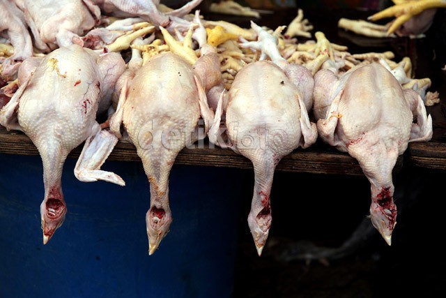 Setelah Sapi, Giliran Kartel Daging Ayam yang Dibidik KPPU