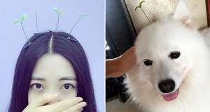 Wah, Jepit Rambut Bentuk Daun Tauge Kini Sedang Jadi Tren di China!