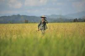 Ada El Nino, Mentan Tak Target Kenaikan Produksi Beras di 2016