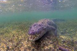 Aksi Gila nan Mengagumkan Model Cantik dengan Buaya