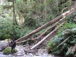 Hutan Papua yang Belum Pernah Dilihat Manusia