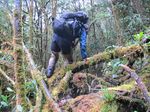 Hutan Papua yang Belum Pernah Dilihat Manusia