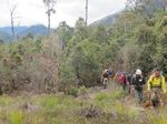Hutan Papua yang Belum Pernah Dilihat Manusia