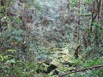 Hutan Papua yang Belum Pernah Dilihat Manusia