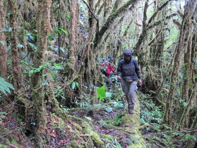 Hutan Papua yang Belum Pernah Dilihat Manusia
